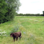 Norman Park
